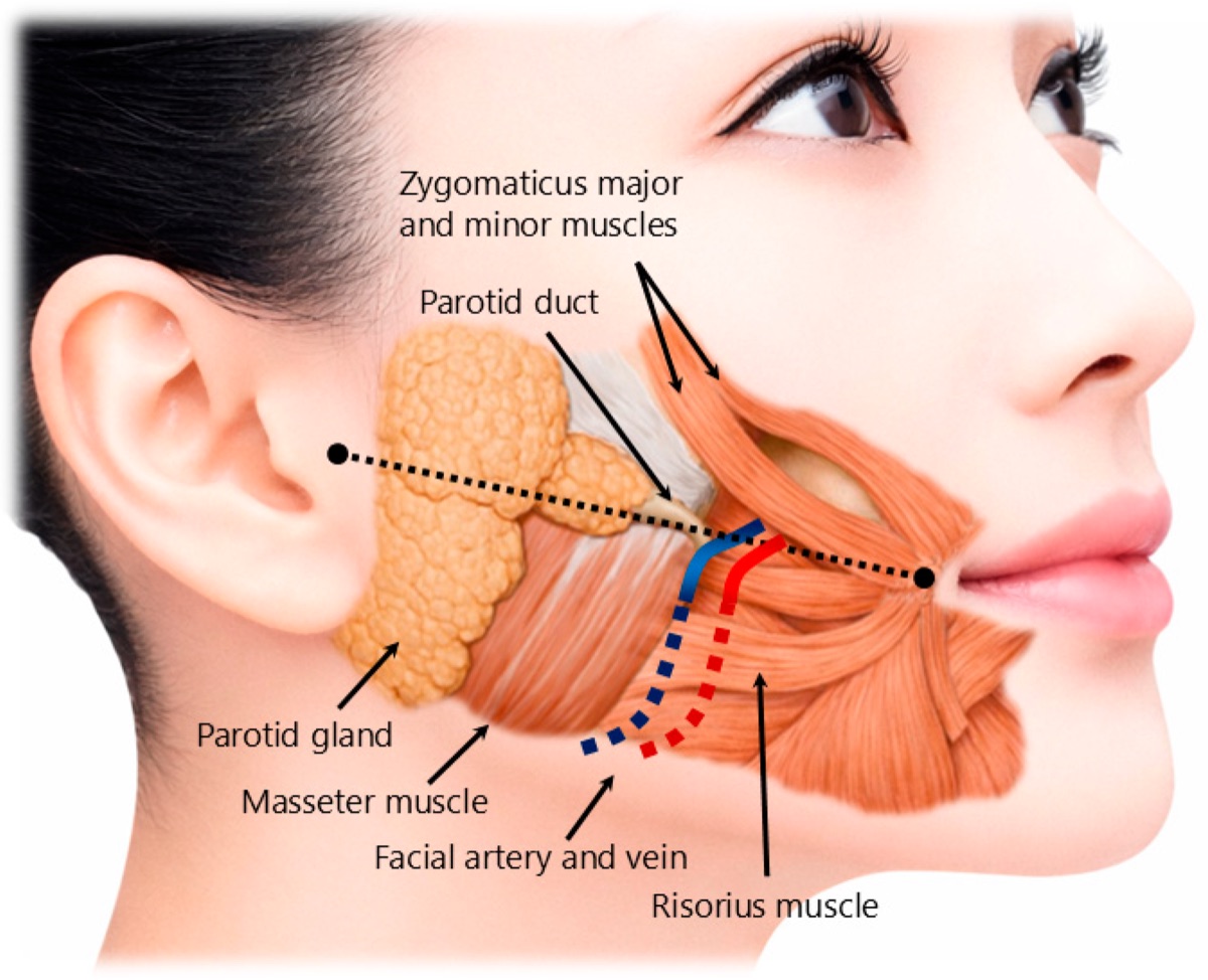 Anatomia mușchiului maseter și structurile din jur: glanda parotidă și canalul ei, artera și vena facială, mușchiul risorius și mușchii zigomatici
