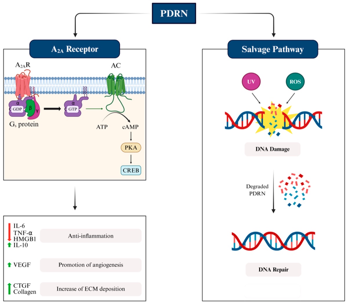 Mecanismul de acțiune al PDRN: activarea receptorului de adenozină A2A, cu efect antiinflamator, de stimulare a angiogenezei și a colagenului, și calea de recuperare a nucleotidelor pentru repararea ADN-ului